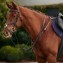 Dublin 3-Point Breastplate - Black