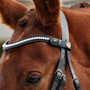 Dublin Pearl Browband - Brown