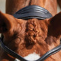 Collegiate ComfiTec Grackle Bridle - Black - Headpiece Detail