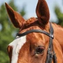 Collegiate ComfiTec Grackle Bridle - Black - Browband Detail