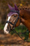 LeMieux Classic Fly Hood in Fig