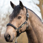 LeMieux Capella Headcollar - Black