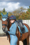 Coldstream Ladies Ednam Riding Tights in Slate Blue - lifestyle