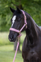 Covalliero Headcollar in Pearl Rose-Lifestyle Front