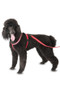 Halti Comfy Harness in Red - Lifestyle