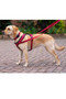 Halti Comfy Harness in Red - Lifestyle Side