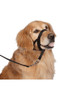 Halti Dog Head Collar in Black - Lifestyle