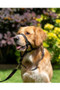 Halti Dog Head Collar in Black - Lifestyle