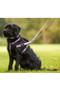 Halti Double Ended Dog Lead in Purple - Lifestyle