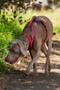 Halti Walking Harness in Red - lifestyle