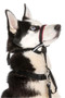 Halti Optifit Dog Headcollar in Black - side