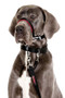 Halti Optifit Dog Headcollar in Black - front