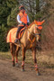 HyVIZ Reflector Horse Leg Wraps in Orange - lifestyle collection
