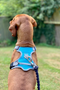 Henry Wag Dog Travel Harness - Blue Grey - Back