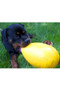 Jolly Pets Jolly Egg - Yellow - Lifestyle