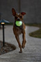 Jolly Pets Jolly Jumper - Lifestyle - Glow