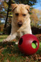 Jolly Pets Teaser Ball - Red - Lifetsyle