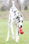 KONG Classic Dog Toy in Red