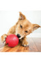 KONG Biscuit Ball Dog Toy in Red