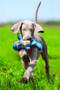 KONG Cross Knots Monkey Dog Toy