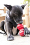 KONG Dental Dog Toy in Red