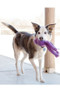 KONG Wubba Snugga Dog Toy - lifestyle