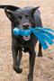 KONG Wubba Comet Dog Toy - lifestyle