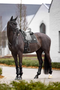 LeMieux Puissance Suede Dressage Saddle Pad - Black - Lifestyle