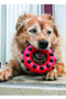 KONG Dotz Circle Dog Chew Toy in Red/Black