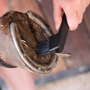 EZI-GROOM Hoof Pick & Brush