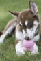 KONG Easy Treat for Puppy - Lifestyle