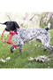 KONG Goodie Bone With Rope Dog Toy in Red - Lifestyle