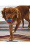 KONG Jaxx Brights Ball Dog Toy in Red/Blue