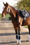 Hy Equestrian Glitzy Headcollar - Navy