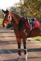Hy Equestrian Glitzy Headcollar - Red - Life Style