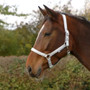 Hy Equestrian Glitzy Headcollar - Silver - Life Style