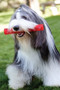 KONG Squeezz Crackle Stick  Dog Toy - lifestyle