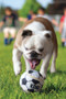 KONG Sport Ball Dog Toy - lifestyle