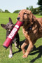 KONG Signature Stick Dog Toy - lifestyle