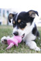 KONG Puppy Binkie Dog Toy - lifestyle