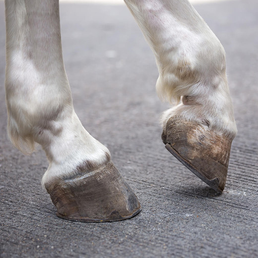 Top tips for looking after your horse’s hooves