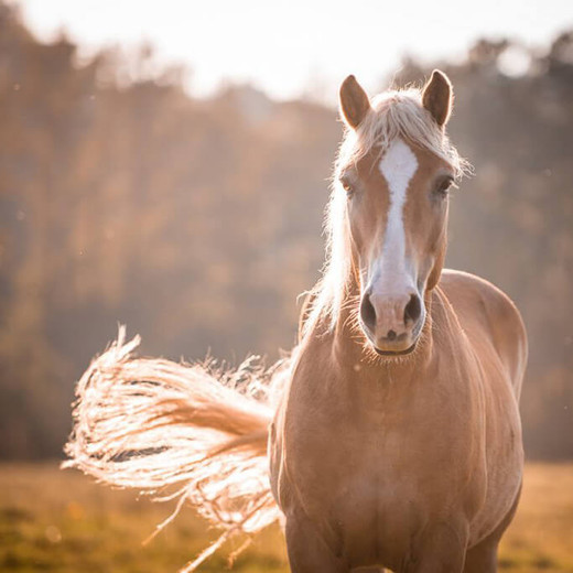 Caring for your horse during summer