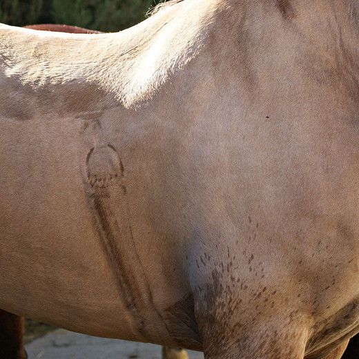 How to protect your horse from heat stress