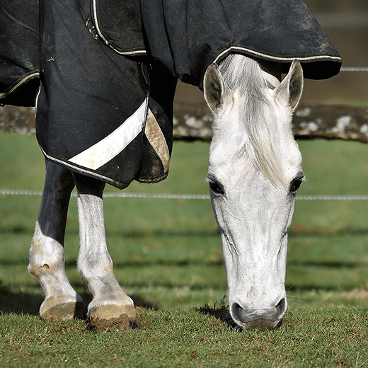 Different types of horse rugs