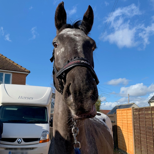 Review of the LeMieux ProSafe Headcollar