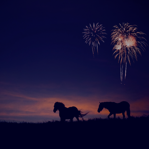 Looking after your pets in Firework Season
