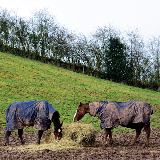 Winter Care for Horses