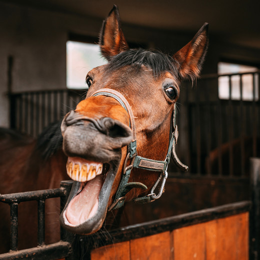 8 things your horse knows, but you definitely don’t 8 things your horse knows, but you definitely don’t