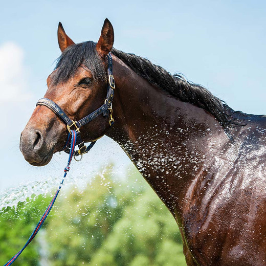 5 Steps to Successfully Bathe Your Horse