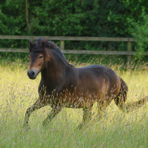 5 warning signs of laminitis